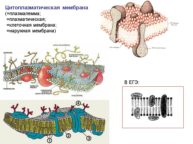 Цитоплазматическая мембрана (=плазмалемма;  =плазматическая;  =клеточная мембрана;  =наружная мембрана) В ЕГЭ: